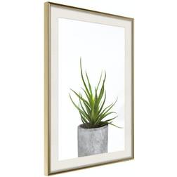 Arkiio Affisch Haworthia [Poster] 30x45 Poster